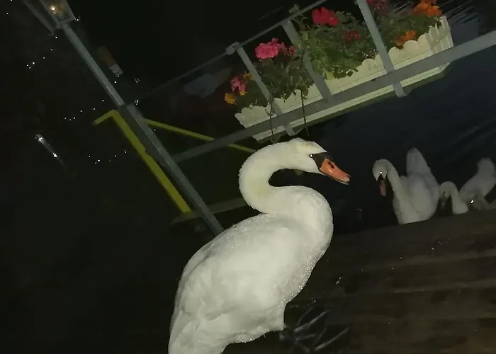 Schiller Apartament *